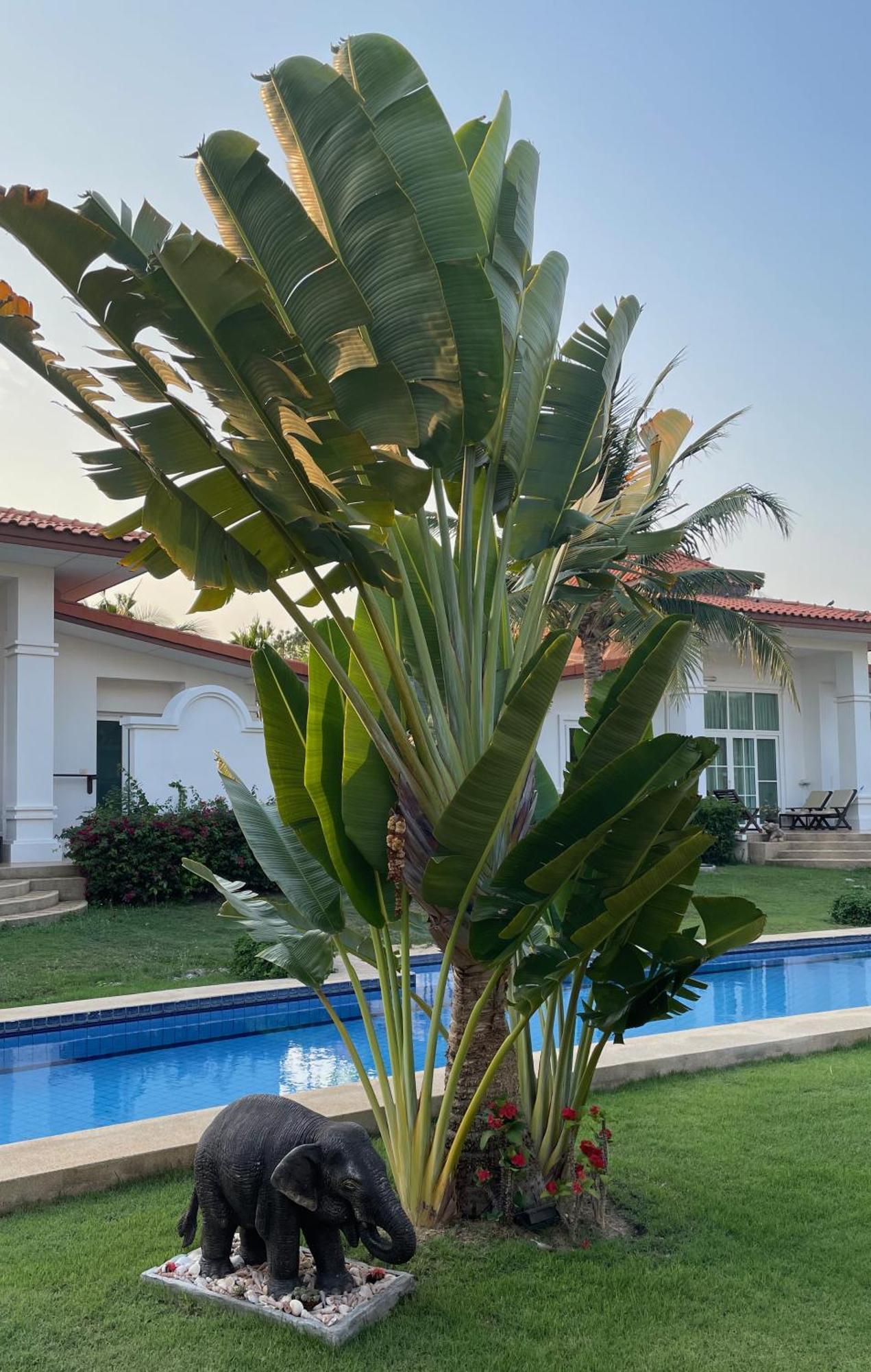 Villa Bougainvillea Χουά Χιν Εξωτερικό φωτογραφία